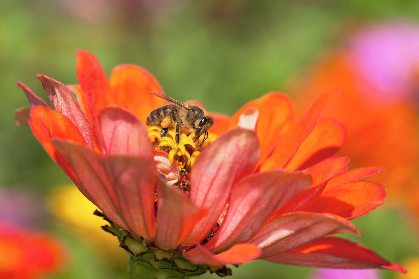 A honey bee foraging on an orange zinnia flower, with a visible pollen basket on its hind leg.
