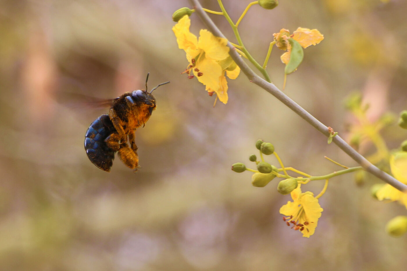 A carpenter bee in flight approaching a small yellow flower, showing its shiny, mostly hairless black abdomen.