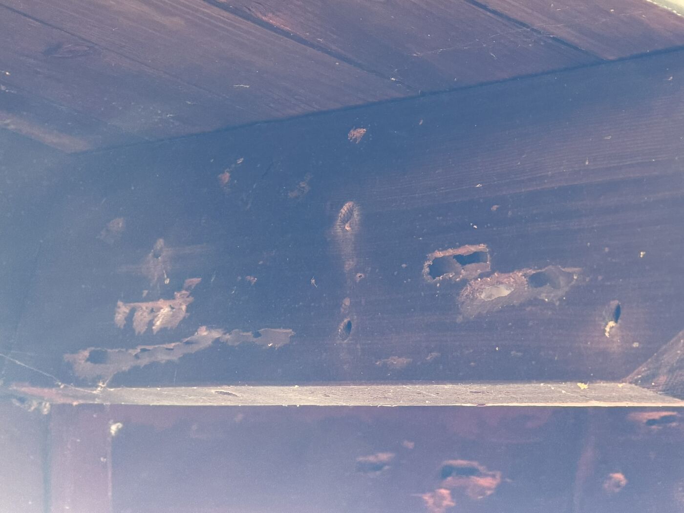 Elongated carpenter bee damage where several tunnels have merged into the wood grain.
