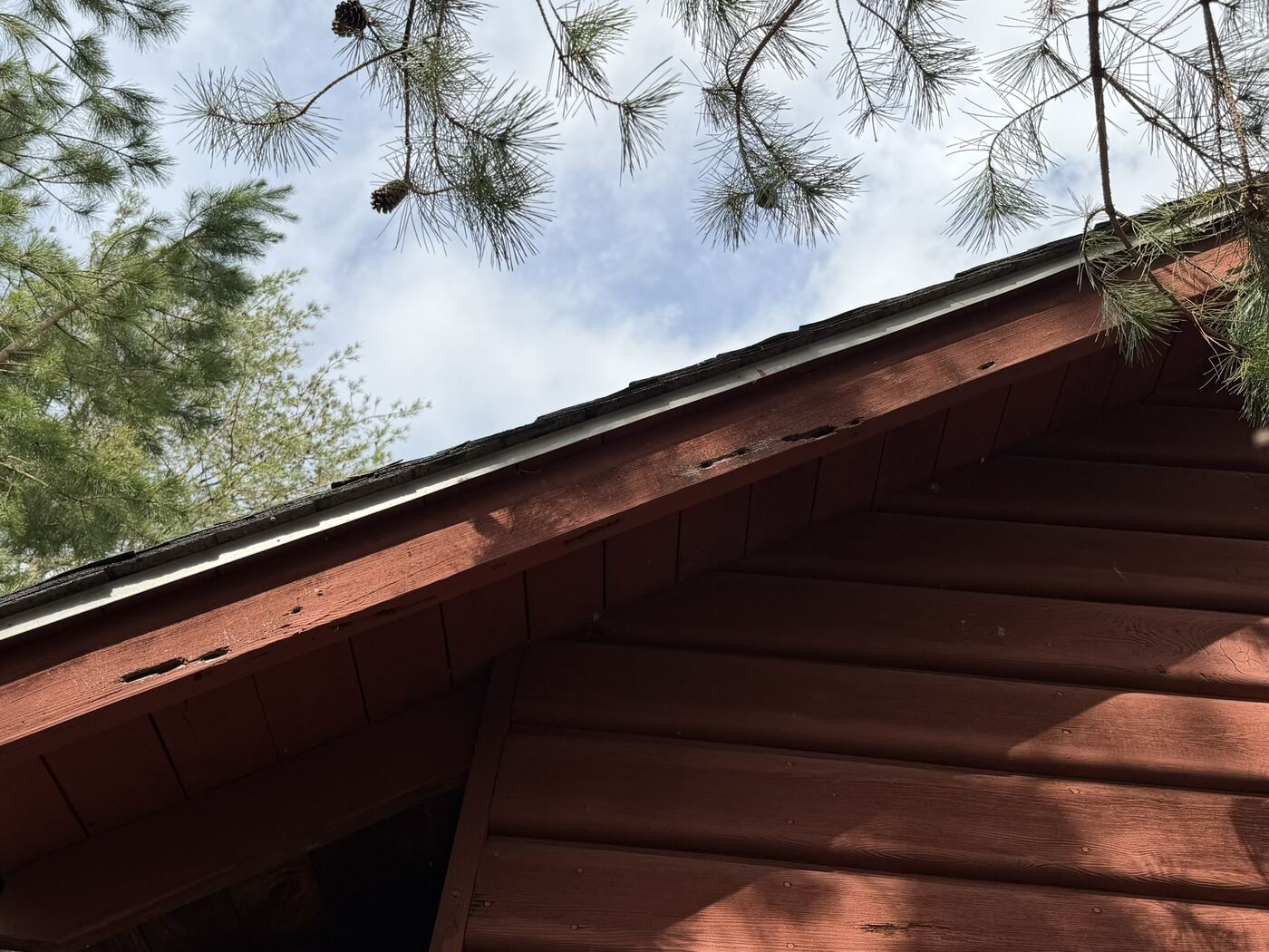 Close-up of carpenter bee holes and gnawed wood on painted siding.