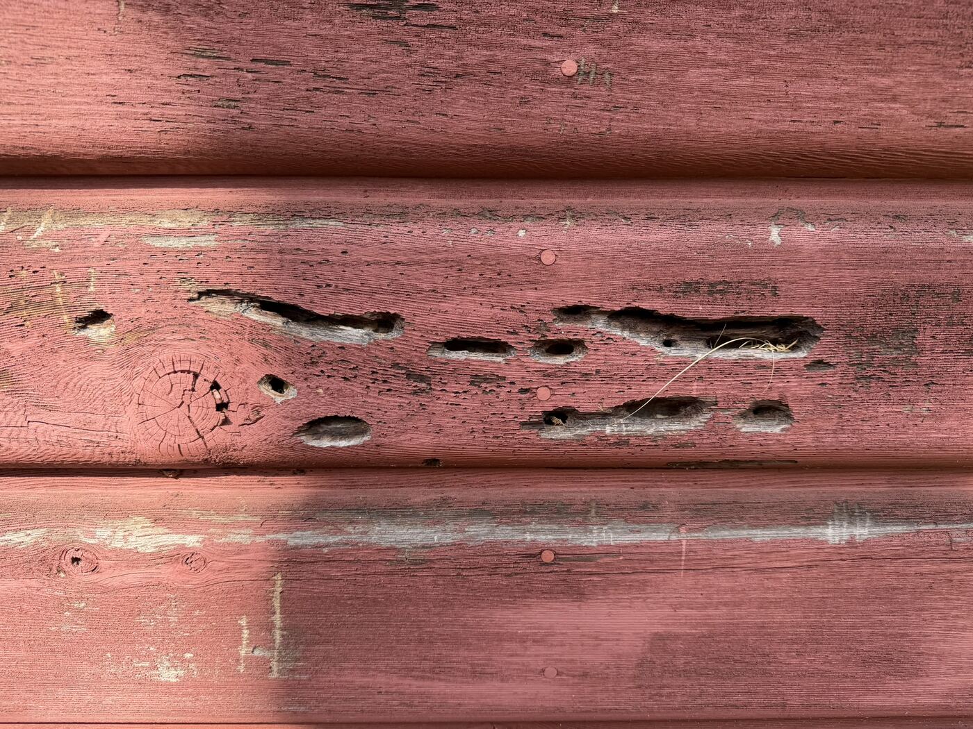 Rows of carpenter bee holes low on a wall near the foundation.