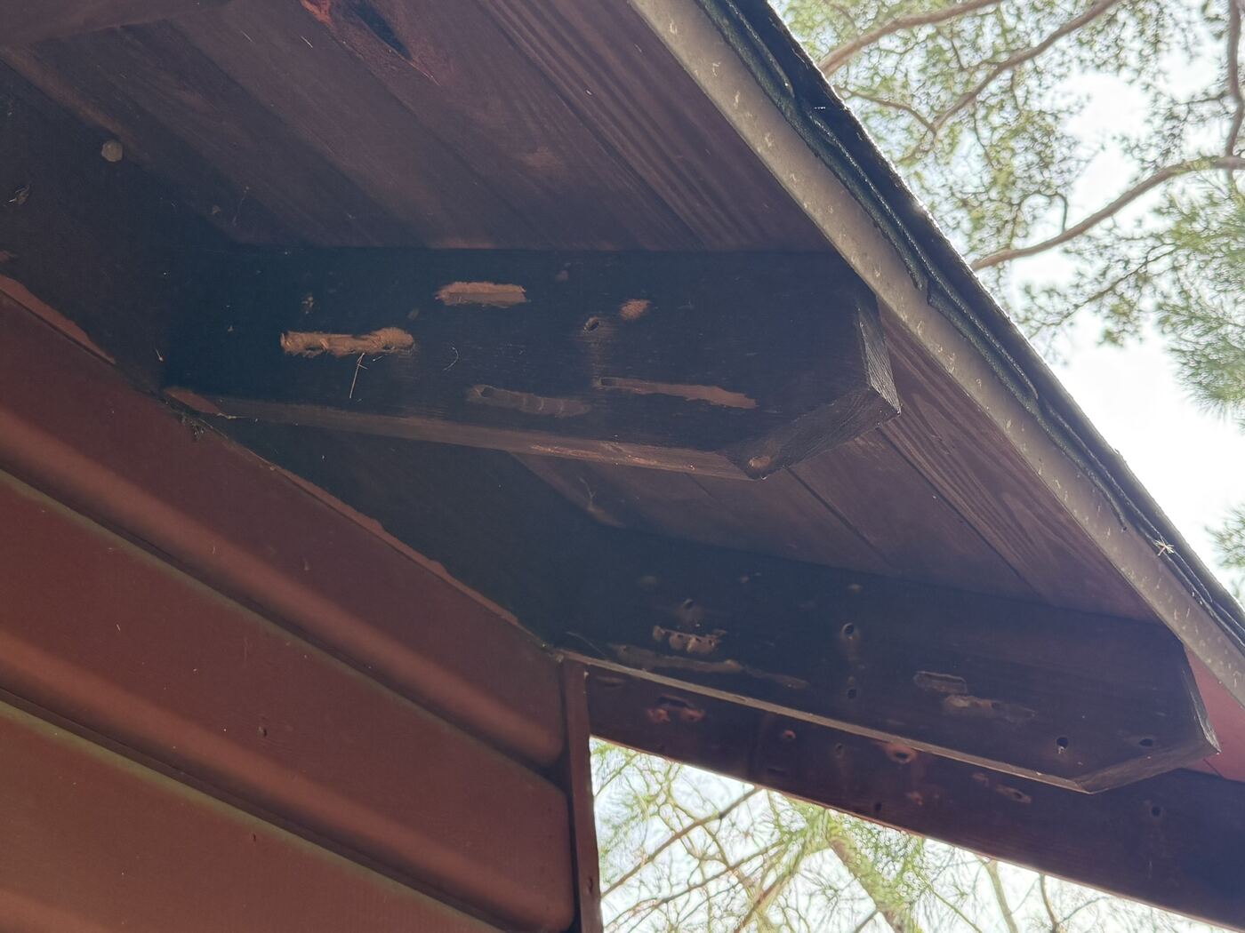 Two carpenter bee tunnel openings drilled into the underside of a pavilion eave, with wood shavings around the holes.