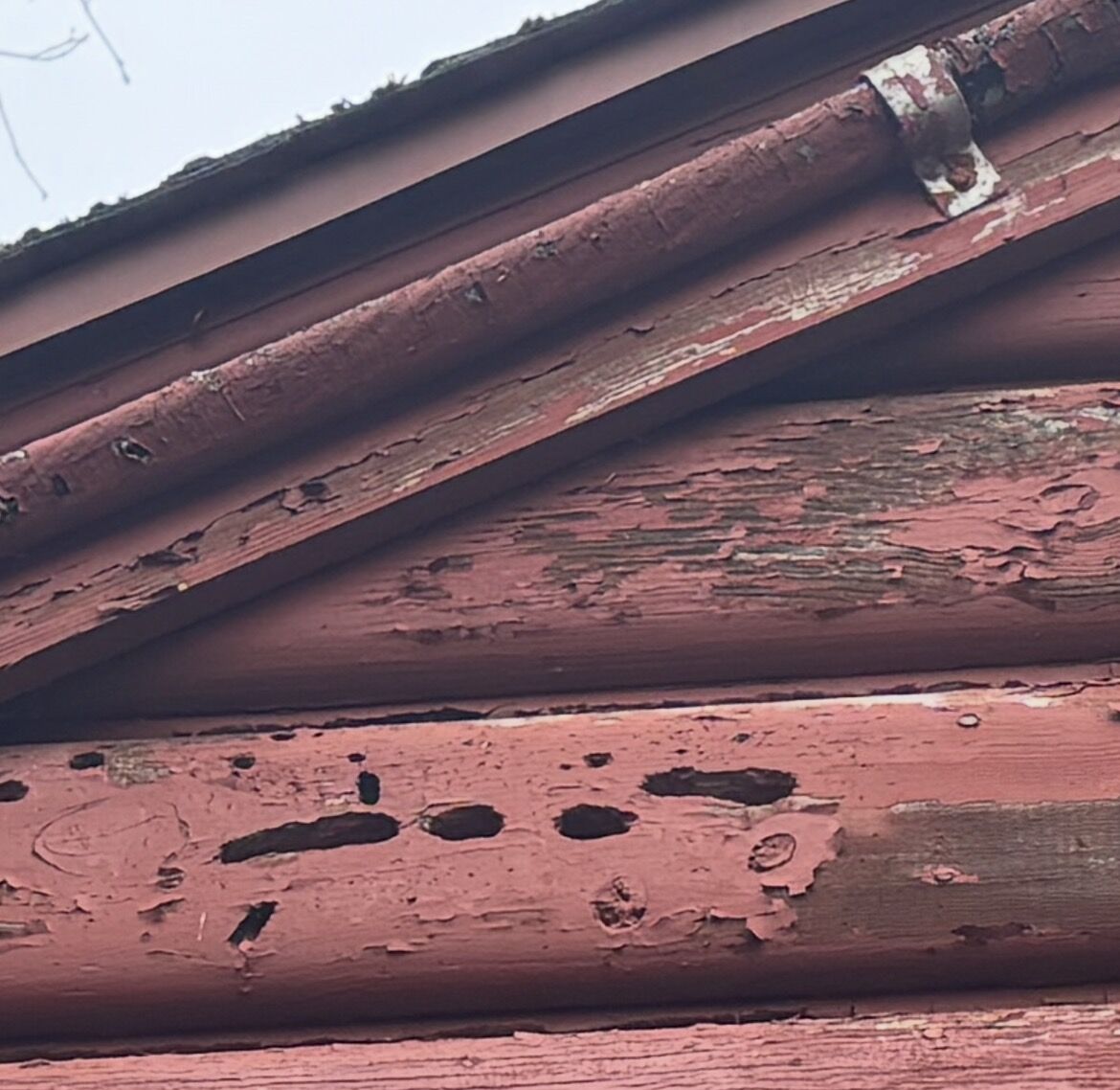 Real carpenter bee tunnel damage along a red-painted eave at Camp Inawendiwin, with several holes drilled in a row.